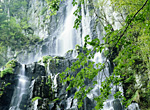 Goshikigahara Forest, at the foot of Mt. Norikura